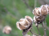 花・草花・葉・植物のフリー写真素材・無料画像521