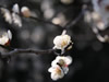 花・草花・葉・植物のフリー写真素材・無料画像525