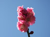 花・草花・葉・植物のフリー写真素材・無料画像527