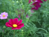 花・草花・葉・植物のフリー写真素材・無料画像528
