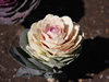 花・草花・葉・植物のフリー写真素材・無料画像533