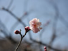 花・草花・葉・植物のフリー写真素材・無料画像535