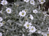 花・草花・葉・植物のフリー写真素材・無料画像536