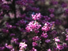 花・草花・葉・植物のフリー写真素材・無料画像537