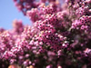 花・草花・葉・植物のフリー写真素材・無料画像539