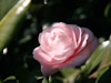 花・草花・葉・植物のフリー写真素材・無料画像543
