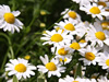 花・草花・葉・植物のフリー写真素材・無料画像552