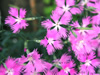 花・草花・葉・植物のフリー写真素材・無料画像554