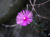 花・草花・葉・植物のフリー写真素材・無料画像557