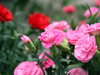 花・草花・葉・植物のフリー写真素材・無料画像561