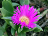 花・草花・葉・植物のフリー写真素材・無料画像563
