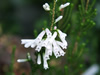 花・草花・葉・植物のフリー写真素材・無料画像570