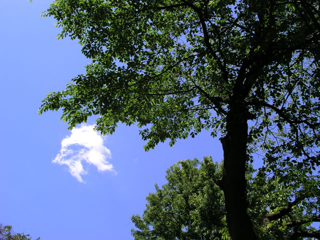 青空と木々　フリー写真素材