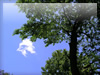 青空と木々（川崎）　フリー写真