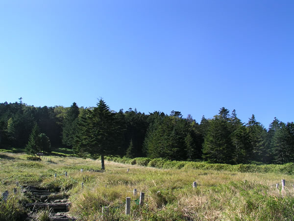 麦草峠の草原と森のフリー写真素材 無料画像