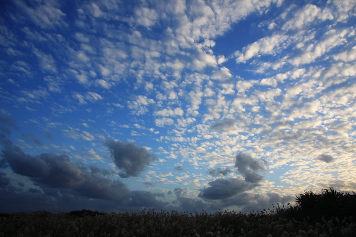 わた雲とススキ野原