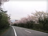 富士山の桜並木（富士スカイライン）