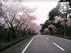 桜並木と富士（富士スカイライン）