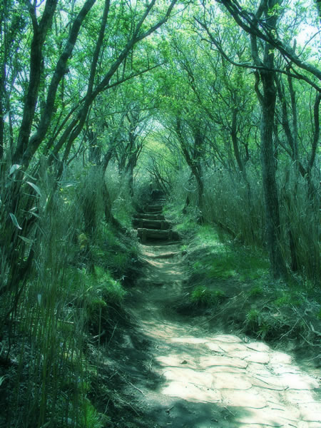 森の奥へ続く階段 道 階段のフリー写真素材 無料画像037
