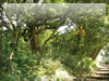 江ノ島の森と階段の無料画像