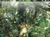 フリー写真素材「湘南の森」