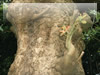 江ノ島の大木の無料画像