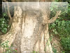 巨木と石川五右衛門の無料画像
