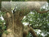 フリー写真「江ノ島の巨木」
