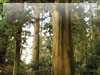 箱根旧街道杉並木の無料写真