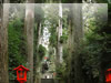箱根神社の杉並木と階段の無料画像