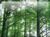 木漏れ日のセコイア林の無料画像