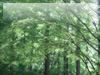 マイナスイオンの森の無料画像