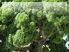 鶴岡八幡宮の巨木のフリー写真