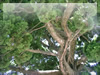 鎌倉の巨木の無料画像
