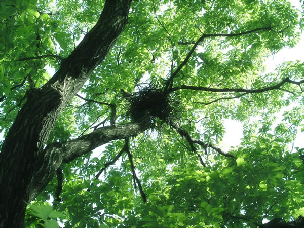 クヌギと鳥の巣 森 林 樹木のフリー写真素材 無料画像036