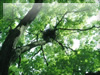 クヌギと鳥の巣のフリー写真
