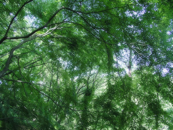 森の天井 森 林 樹木のフリー写真素材 無料画像038