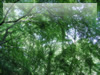 森の天井（生田緑地）の無料画像