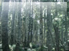 白樺の森（美ヶ原）のフリー写真