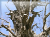 歪な巨木（イチョウ）の無料画像