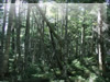 支えあう木々（長野県白樺の森）