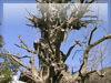鶴岡八幡宮の御神木（大銀杏）の無料画像