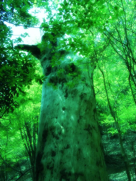 枯死した巨木