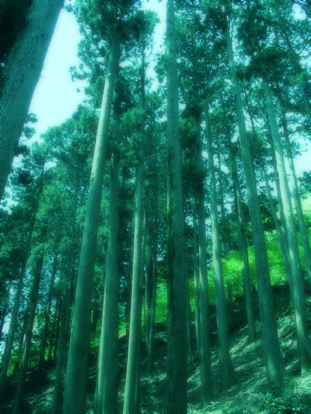 大山の杉林
