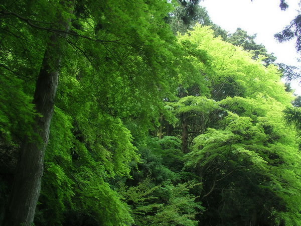森・林・樹木のフリー写真素材　無料画像076