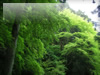 森・林・樹木のフリー写真素材　無料画像076