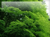 森・林・樹木のフリー写真素材　無料画像077