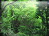 森・林・樹木のフリー写真素材　無料画像079