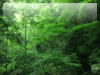 森・林・樹木のフリー写真素材　無料画像080