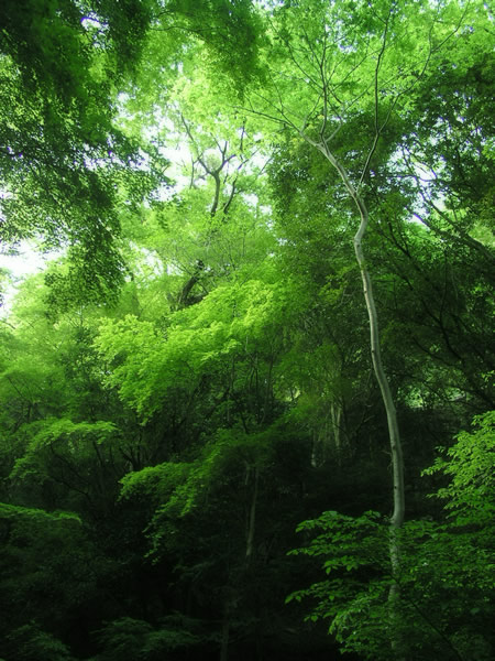 森・林・樹木のフリー写真素材　無料画像081